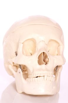 Medical learning skull laying on a white background