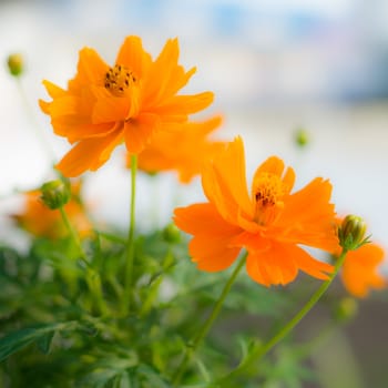 yellow cosmos flowers in green leaf background