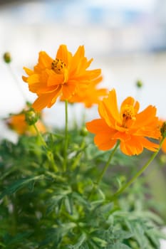 yellow cosmos flowers in green leaf background