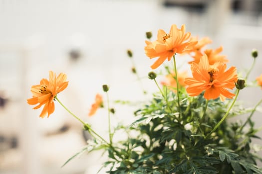 yellow cosmos flowers in green leaf background