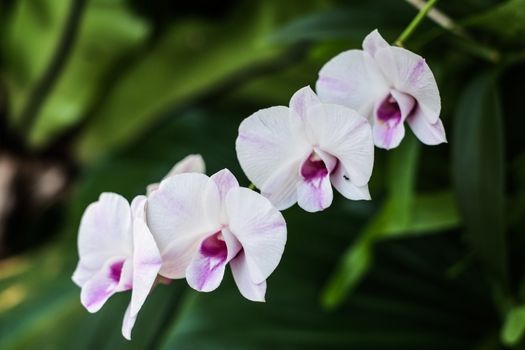 Thai orchid in green background