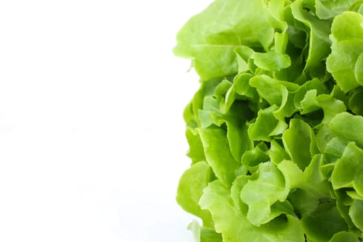 Green salad vegetable on white background