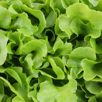 Green salad vegetable on white background