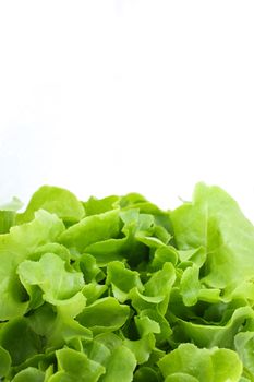 Green salad vegetable on white background