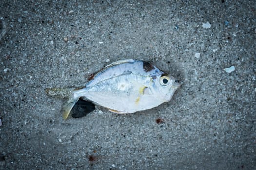 fish on the sand beach Hua Hin Thailand