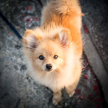 Pomeranian dog