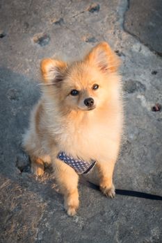 Pomeranian dog