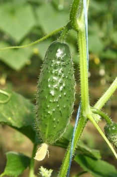 Ripened green cucumber hanging in the greenhouse