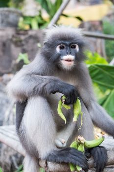 Dusky Leaf Monkey in Thailand