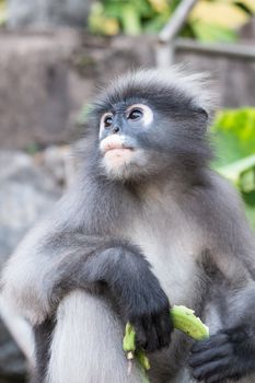 Dusky Leaf Monkey in Thailand