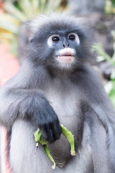 Dusky Leaf Monkey in Thailand