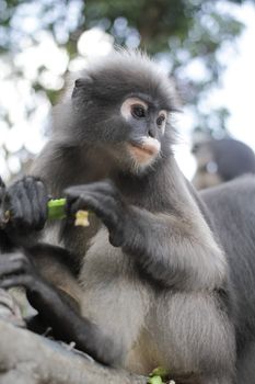 Dusky Leaf Monkey in Thailand