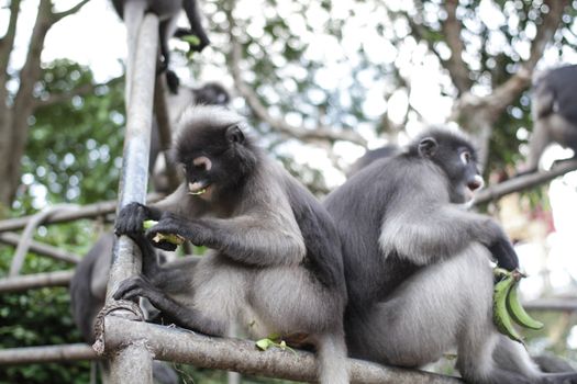 Dusky Leaf Monkey in Thailand