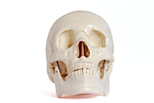 Medical learning skull laying on a white background