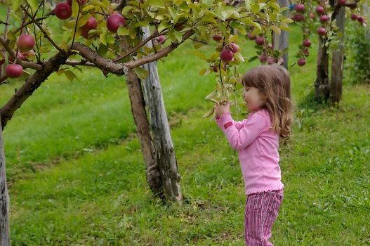 Little girl dressed in pink and picking apples in an appletree