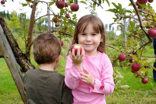Little girl dressed in pink and picking apples in an appletree