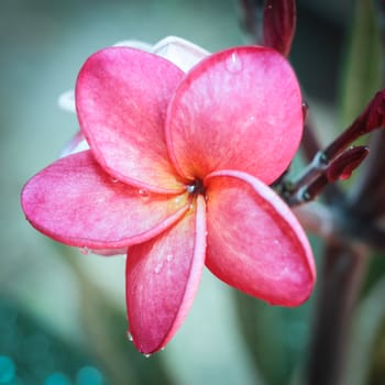 pink frangipani flowers with leaves in background