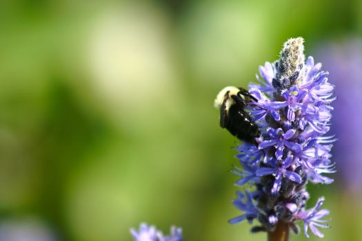 Bee on a purple flower with green background