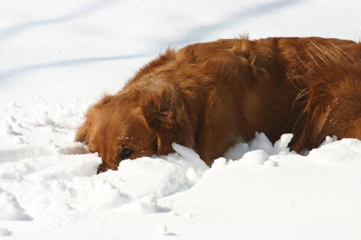 Golden retriever playing in the snow