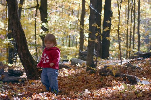 Little girl walking in fallen leaves in autumn