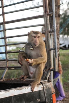 Thai Monkey working in coconut farm in Thailand