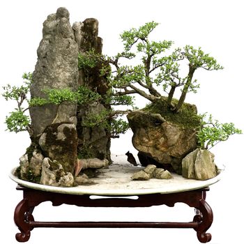 china bonsai