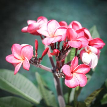 pink frangipani flowers with leaves in background