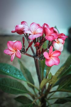 pink frangipani flowers with leaves in background