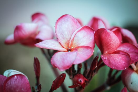 pink frangipani flowers with leaves in background