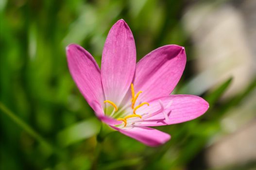 pink flower on the field