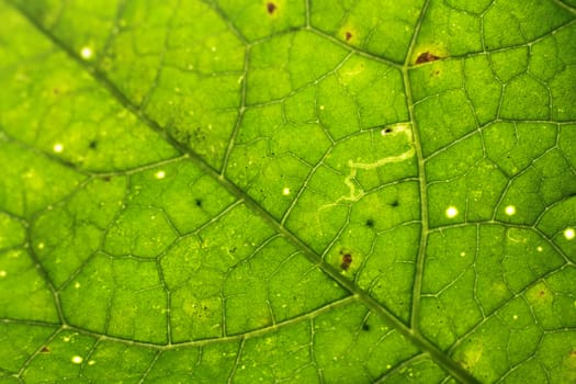 green leaf background in Thailand