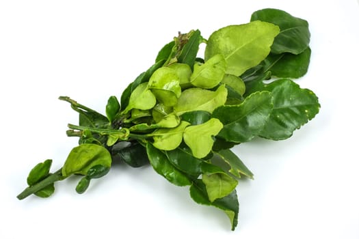 Kaffir lime leaves in white background