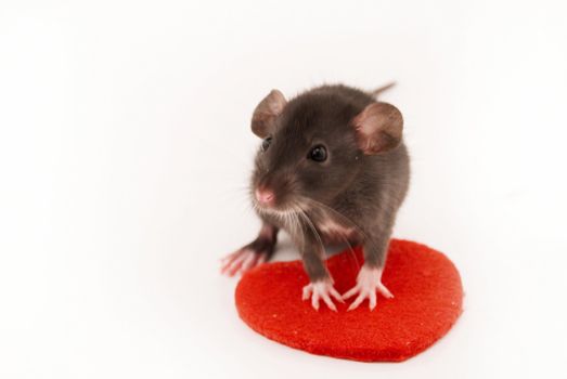 domestic rat and red heart isolated on white