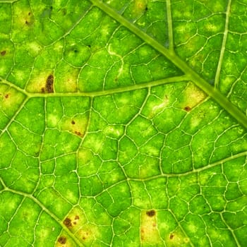 green leaf background in Thailand