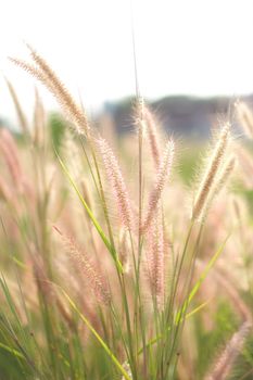 Flower grass impact sunlight