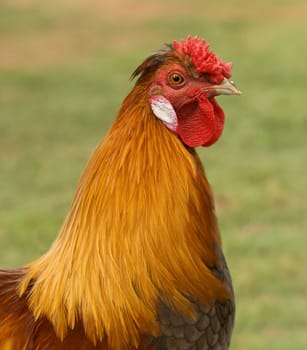 Proud male silkie pekin cross bantam rooster, portrait of live avian fowl