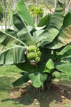 young banana tree with bananas