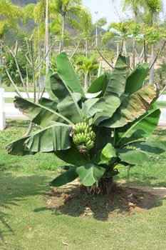 young banana tree with bananas