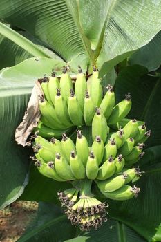 bananas on young banana tree