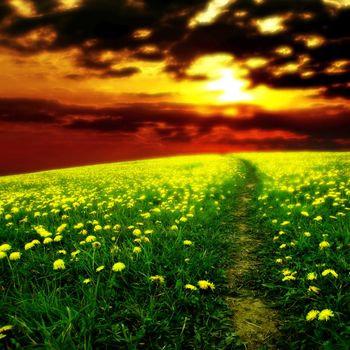 sunrise yellow colorful clouds and  dandelion field 