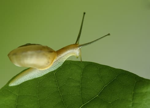 a divertive snail on leaf.
