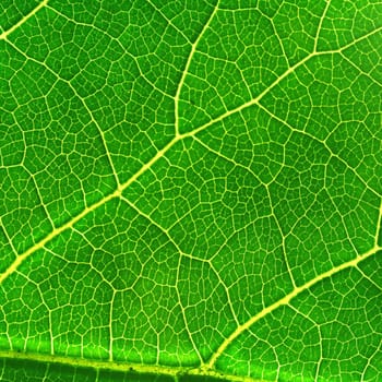 green leaf structure macro close up