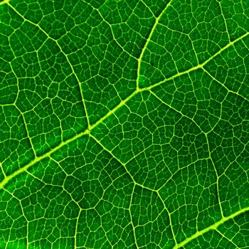 green leaf macro close up