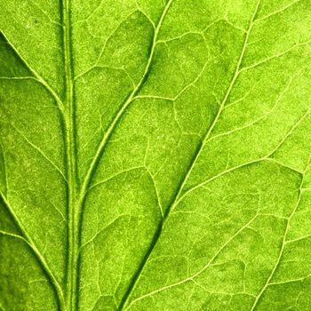 green leaf close up nature background