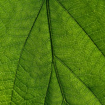 summer green leaf macro close up