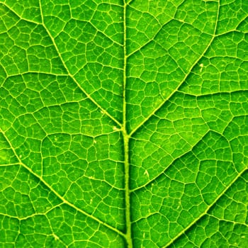 green leaf structure macro close up