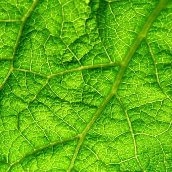 green leaf macro close up