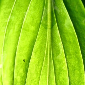 summer green leaf macro close up