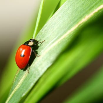 summer red  ladybug on grass