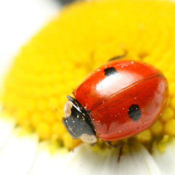 ladybug on white camomile summer background